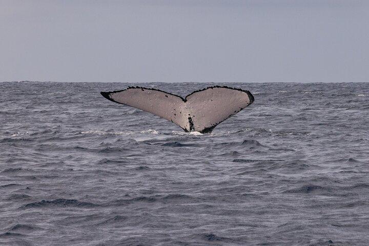 4 Hours of Humpback Whale Watching in Tahiti