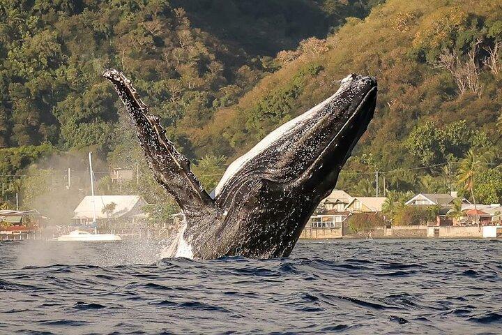 4 Hours of Humpback Whale Watching in Tahiti
