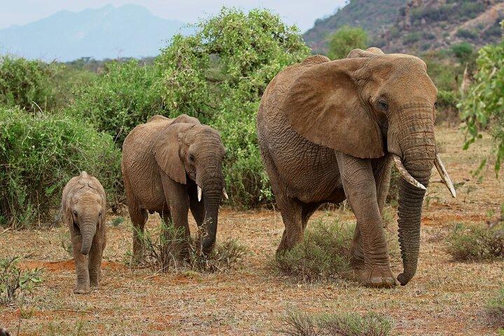Urban Safari & Wildlife Wonders: Nairobi Day Adventure