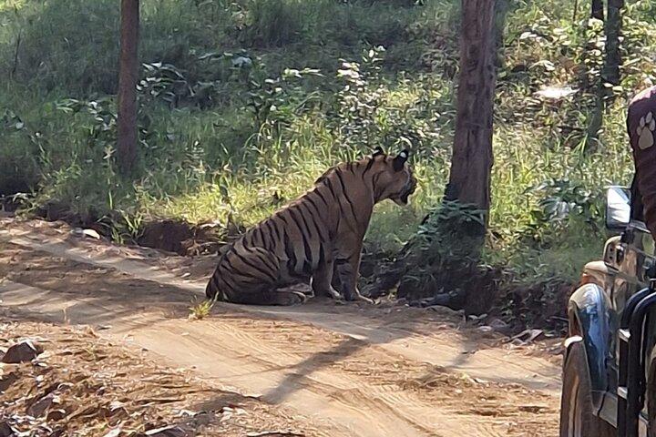 Panna National Park and Tiger Reserve Jeep Safari from Khajuraho