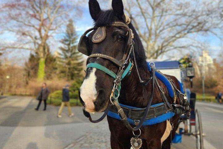 NYC Horse and Carriage Central Park Tours