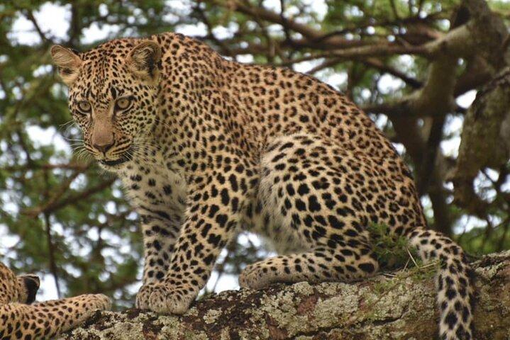Tarangire National Park Day Trip