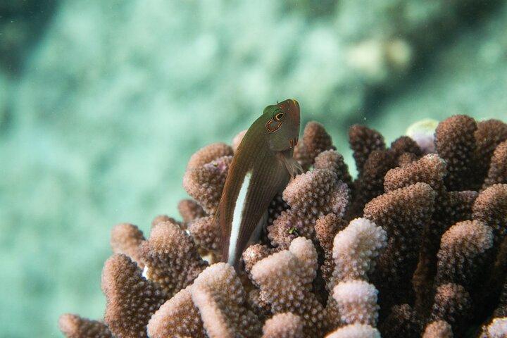 The Best Maui 3 Hour Molokini and Turtle Town Snorkel