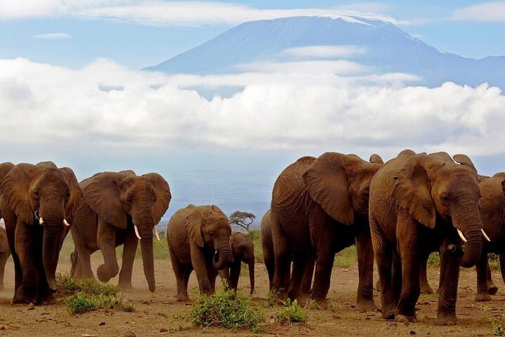 Full Day Tour to Amboseli National Park & Masai Village