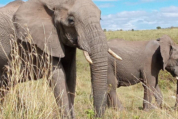 Full Day Tour to Amboseli National Park & Masai Village