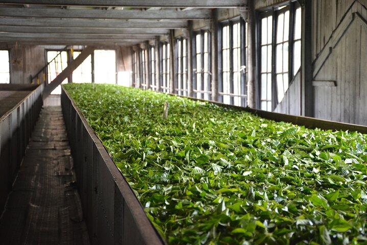 Private Tour Spice Garden & Tea Factory from Colombo