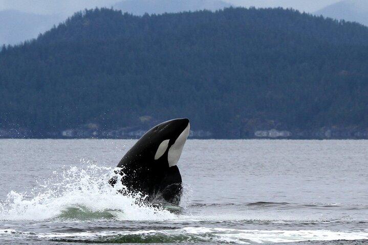 Campbell River, BC: 6 Hour Whale Watching Tour w/ Lunch Included