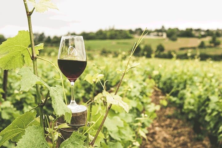 Private Winelands and Stellenbosch Franschhoek Wine Tasting tour