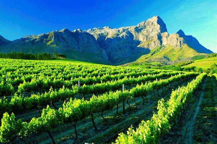 Private Winelands and Stellenbosch Franschhoek Wine Tasting tour