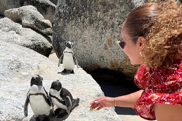 Penguin Watching & Beach Day at Boulder's Beach, Cape Town