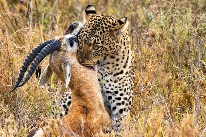 Full Day Private Ngorongoro Crater, Safari Adventure