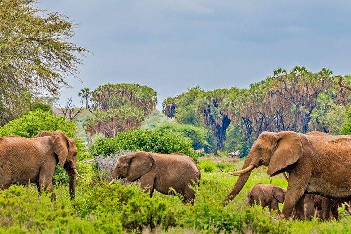 3 Days Samburu National Reserve Private Safari Package