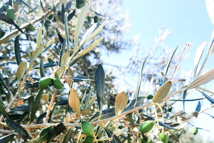 Private tour in Nafplio with Olive oil Tasting Tour in Corinth