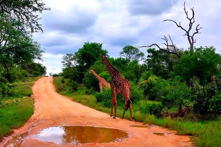 Kruger Park Full Day Guided Safari