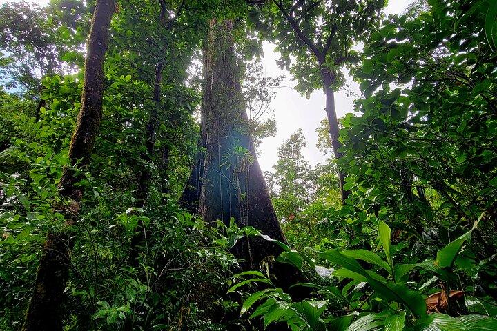 Full Day Hike Tour from Dominica