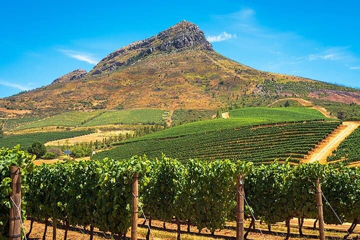 Cape Town Giraffe House, Cheetah Encounter and Wine Tasting Tour