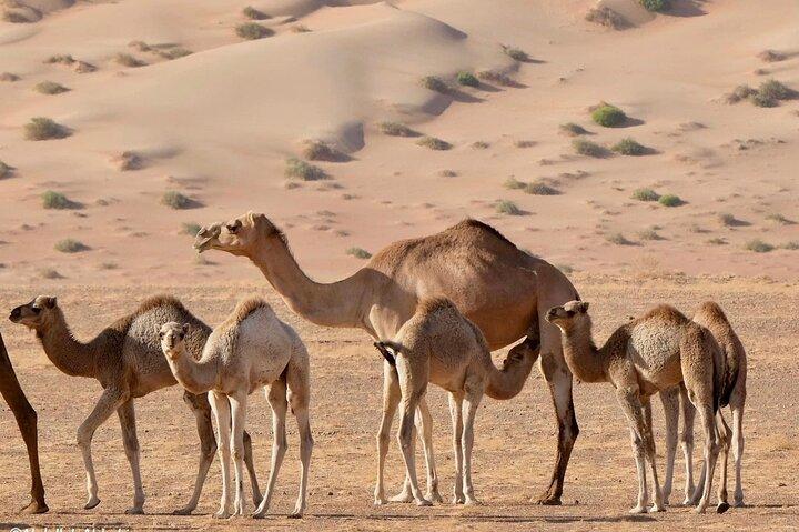 4WD Luxury Sunset Desert Safari - Empty Quarter