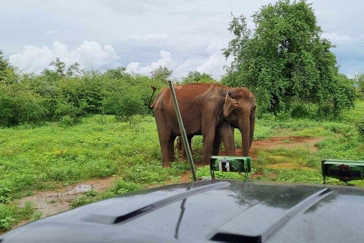 Yala safari from Galle / Unawatuna / Waligama / MIrissa / Matara