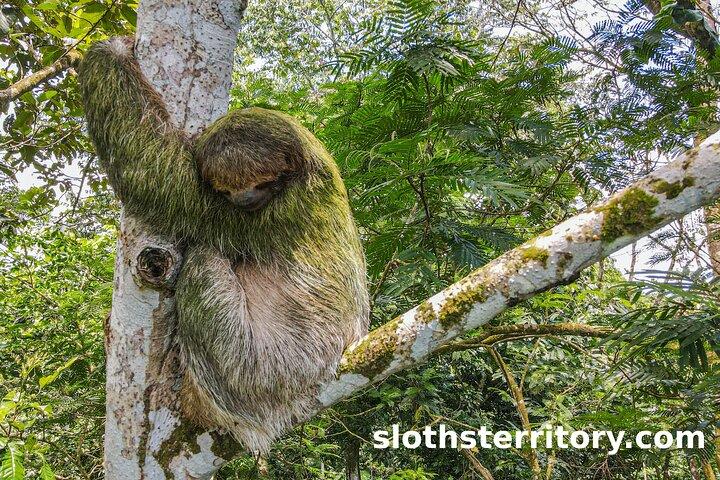 Sloths Watching Tour through Sloth's Territory