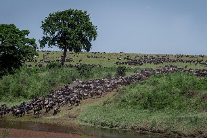 4 Days in the Wild: Explore Cultural Tour, Serengeti & Ngorongoro
