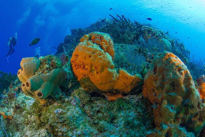 PADI Discover Scuba Diving Tour in Cozumel