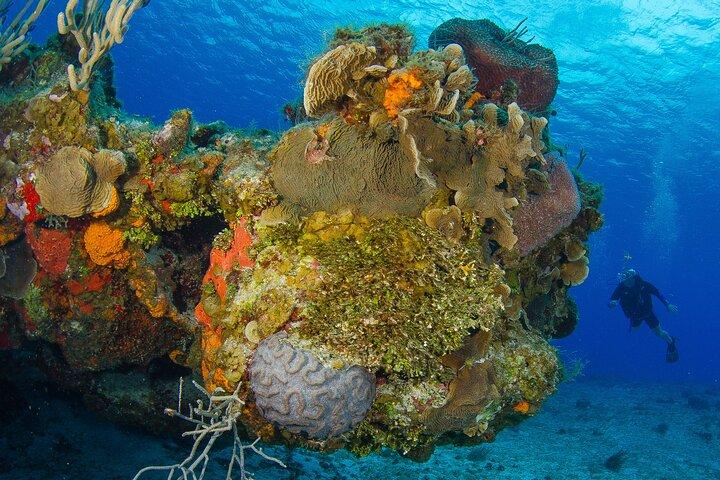 PADI Discover Scuba Diving Tour in Cozumel