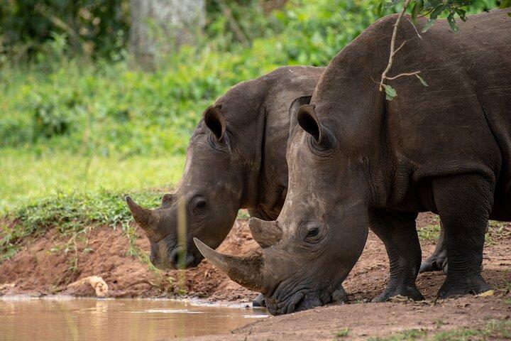 Day Tour Of Ziwa Rhino Sanctuary and Wildlife Ranch - ZIWA RHINO TREKKING