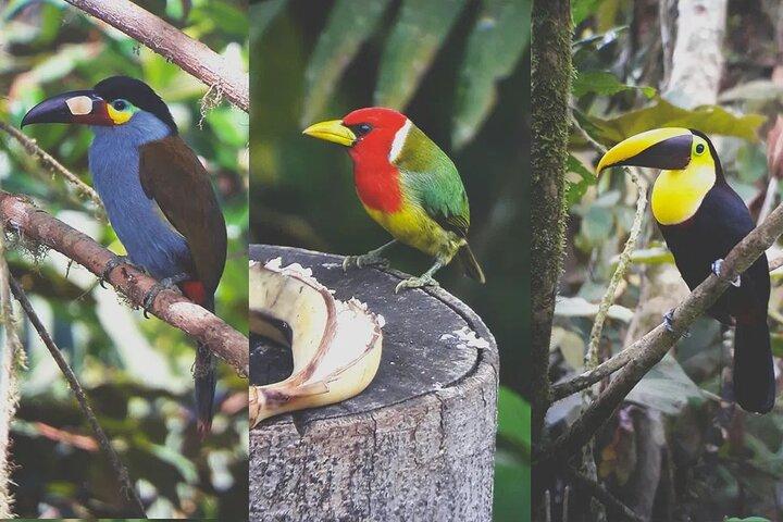 Mindo Cloud Forest Private Tour: Birds, Chocolate, Nature