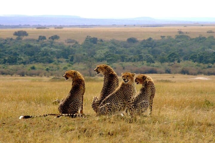 3 Days 2 Nights Masai Mara National Reserve Tour 4*4 Vehicle