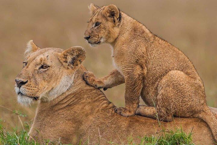 Masai Mara National Reserve 3 Day Tour Experience With 4*4vehicle