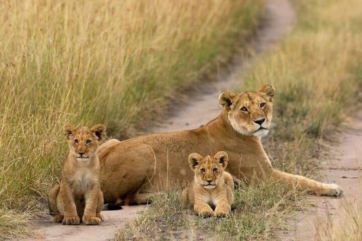 Half Day Tour Nairobi National Park With 4*4 Vehicle
