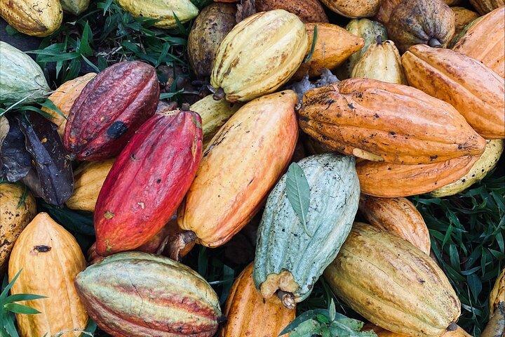 7 Hours Chocolate Making at Bribri Talamanca with Swimming