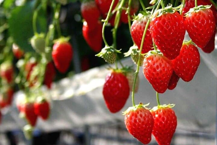 Mt Fuji Views, Fruit Picking and Ropeway Experience Day Tour