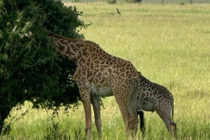 3 Days 2 Nights Masai Mara Road Transport Safari