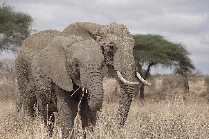4 Day Private Tour in Tanzania
