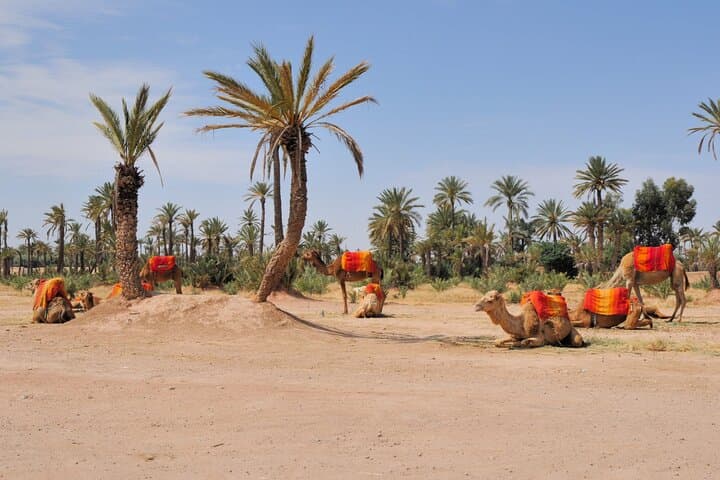 Private Camel Ride in Agafay Desert with Dinner Included