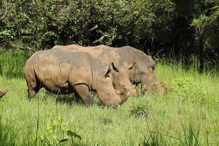 1 Day Budget Rhino Trekking at Ziwa Rhino Sanctuary