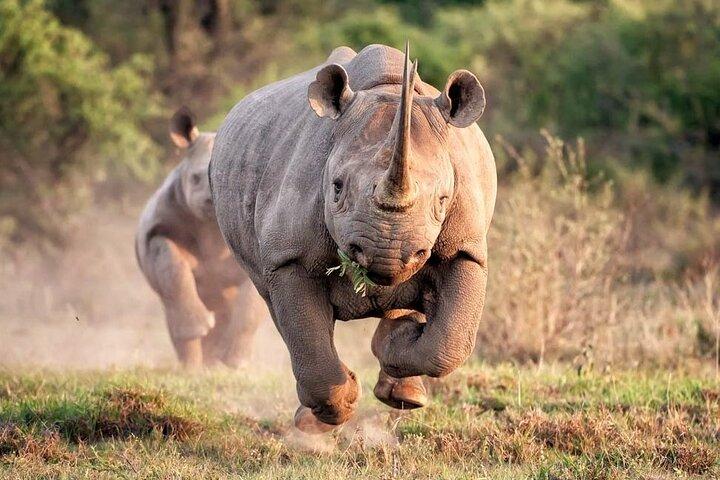 Private Pilanesberg Closed Drive Safari