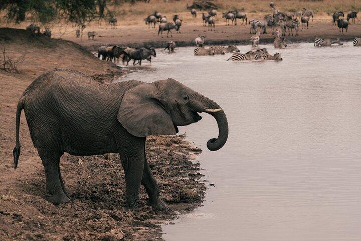 4 Day Tanzania Safari Tarangire Serengeti and Ngorongoro Bliss