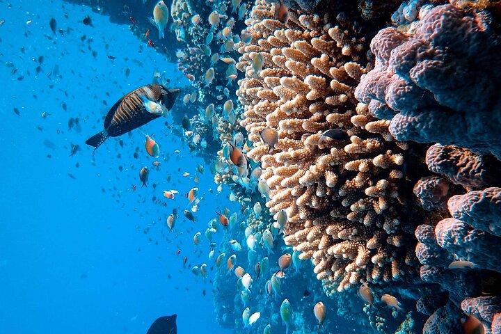 Margaritaville/Jeski Tour or Snorkeling in Montego Bay