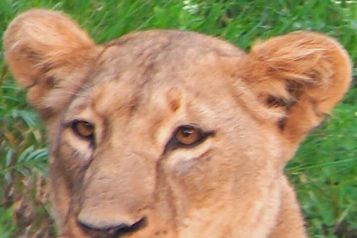Overnight Amboseli National Park Safari from Nairobi