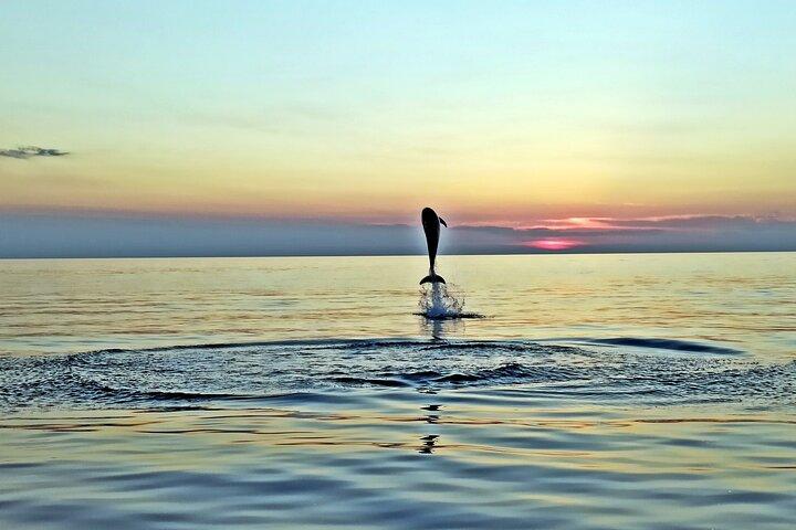 Rovinj Private Dolphin Watching Sunset Speedboat Tour with Drinks