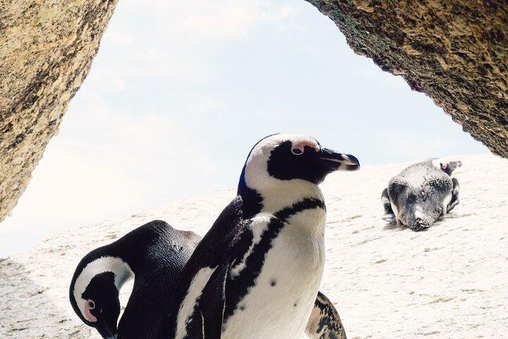 One Day Cape of Good and Penguin Colony Expedition from Cape Town