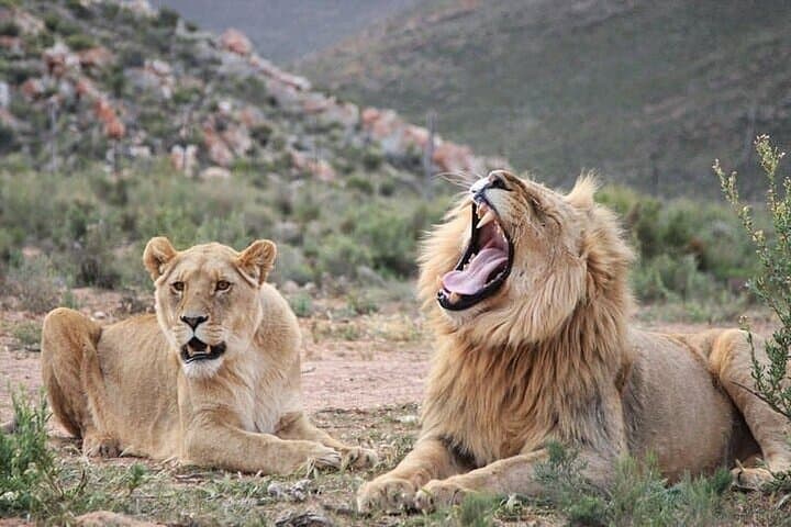 Explore the Best Big 5 Full Day Safari and Wine Tasting