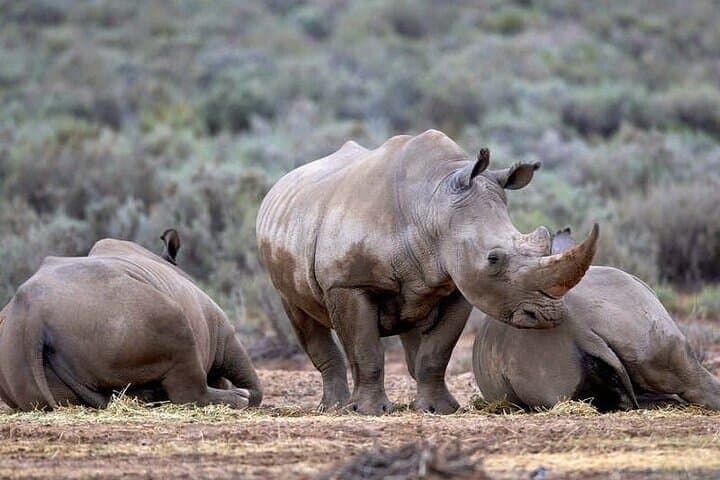 Explore the Best Big 5 Full Day Safari and Wine Tasting