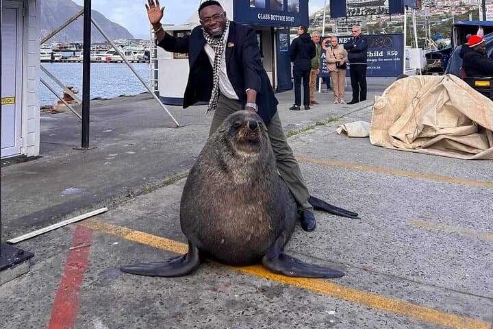 Cape Peninsula penguins, seals and wine Tasting Sharing Tour