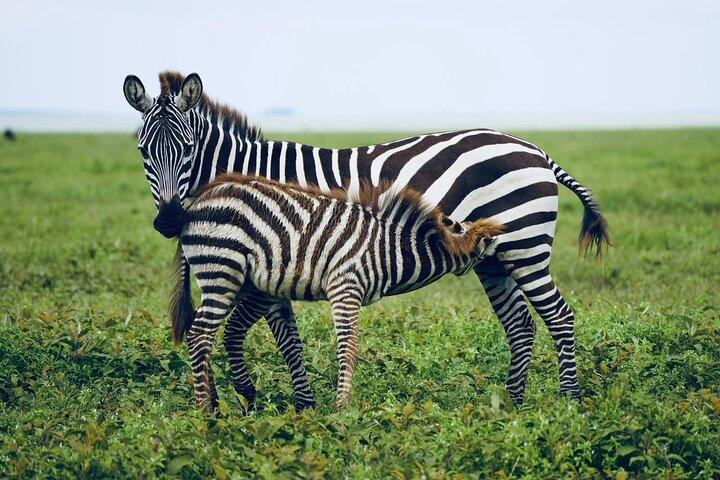 7 Days Exciting Tanzania Safari Wildebeest Migration