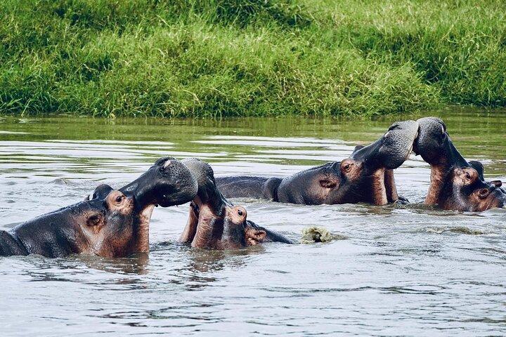 7 Days Exciting Tanzania Safari Wildebeest Migration