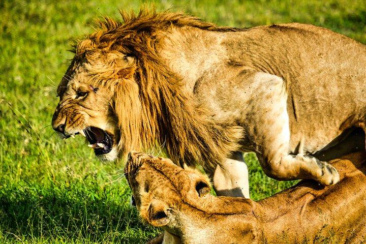 1 Day Tanzania Sharing Budget Group joining Tour to Ngorongoro