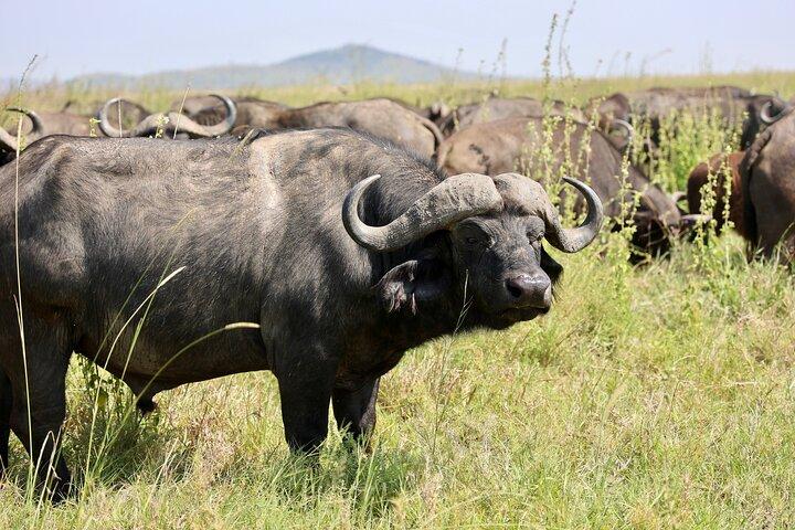 1 Day Tanzania Sharing Budget Group joining Tour to Ngorongoro